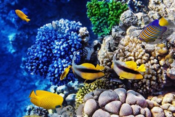 Ras Mohamed National Park photo